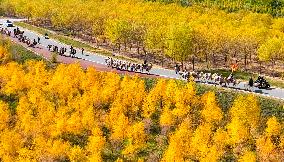 Silk Road Cultural Tour Camel Team