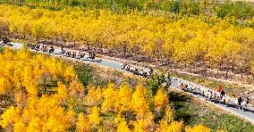 Silk Road Cultural Tour Camel Team