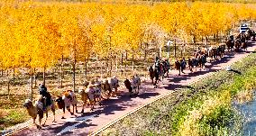 Silk Road Cultural Tour Camel Team