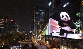 Glasses-Free 3 D Panda Along a Street - China
