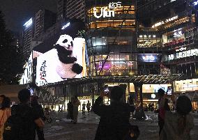 Glasses-Free 3 D Panda Along a Street - China