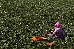 Farmer Collect Water Chestnuts - India