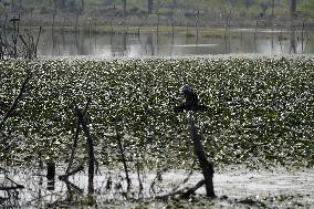 Farmer Collect Water Chestnuts - India