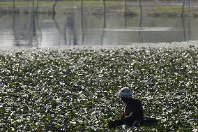 Farmer Collect Water Chestnuts - India