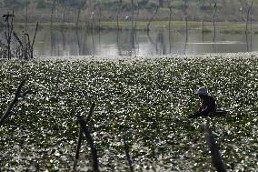 Farmer Collect Water Chestnuts - India