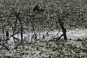Farmer Collect Water Chestnuts - India