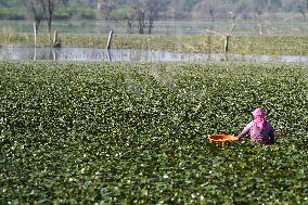 Farmer Collect Water Chestnuts - India