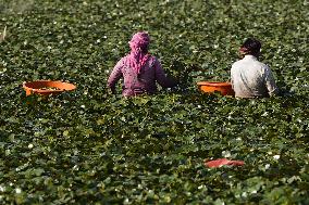 Farmer Collect Water Chestnuts - India