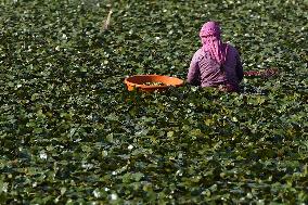 Farmer Collect Water Chestnuts - India