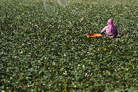 Farmer Collect Water Chestnuts - India