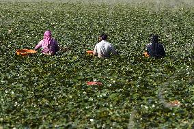 Farmer Collect Water Chestnuts - India