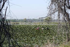 Farmer Collect Water Chestnuts - India