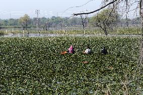 Farmer Collect Water Chestnuts - India
