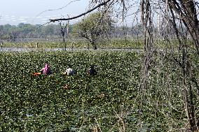 Farmer Collect Water Chestnuts - India