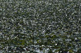 Farmer Collect Water Chestnuts - India