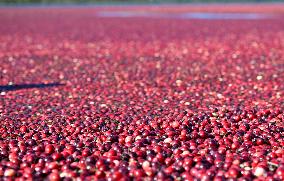Cranberry Harvest Underway In Saint-Rosaire - Canada