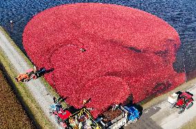 Cranberry Harvest Underway In Saint-Rosaire - Canada