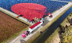 Cranberry Harvest Underway In Saint-Rosaire - Canada