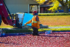Cranberry Harvest Underway In Saint-Rosaire - Canada