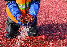 Cranberry Harvest Underway In Saint-Rosaire - Canada