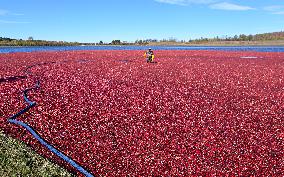 Cranberry Harvest Underway In Saint-Rosaire - Canada