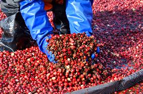 Cranberry Harvest Underway In Saint-Rosaire - Canada