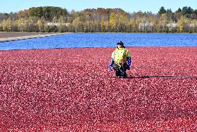Cranberry Harvest Underway In Saint-Rosaire - Canada