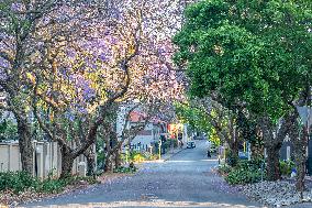 Blooming Jacaranda Trees - Johannesburg