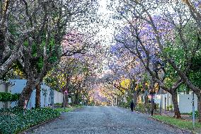 Blooming Jacaranda Trees - Johannesburg
