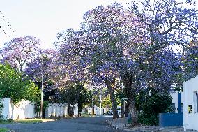 Blooming Jacaranda Trees - Johannesburg