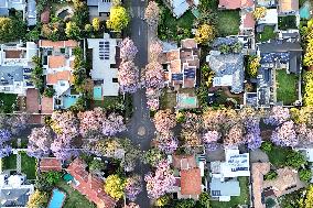 Blooming Jacaranda Trees - Johannesburg