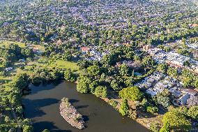 Blooming Jacaranda Trees - Johannesburg
