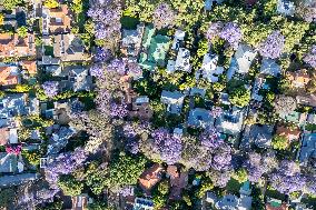 Blooming Jacaranda Trees - Johannesburg