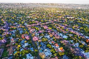 Blooming Jacaranda Trees - Johannesburg