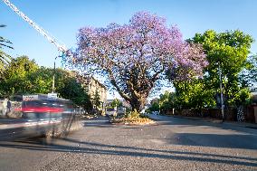 Blooming Jacaranda Trees - Johannesburg