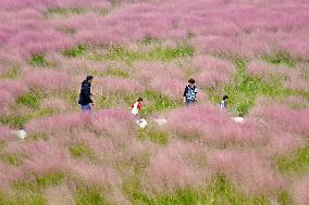 Pink Muhlygrass Tourism Popular