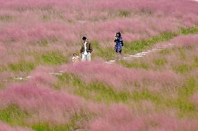 Pink Muhlygrass Tourism Popular