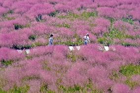 Pink Muhlygrass Tourism Popular
