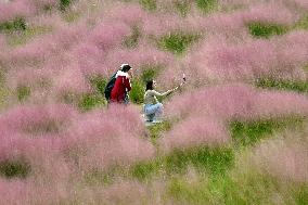 Pink Muhlygrass Tourism Popular