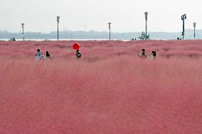 Pink Muhlygrass Tourism Popular