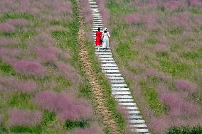 Pink Muhlygrass Tourism Popular