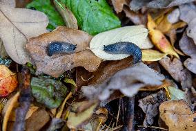 Alien slugs