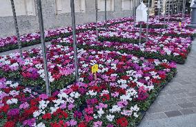 Tulip Fair in Bergamo - Italy