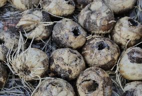 Tulip Fair in Bergamo - Italy