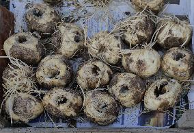 Tulip Fair in Bergamo - Italy