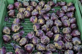 Tulip Fair in Bergamo - Italy