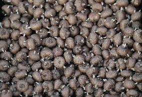 Tulip Fair in Bergamo - Italy