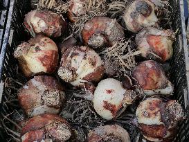 Tulip Fair in Bergamo - Italy