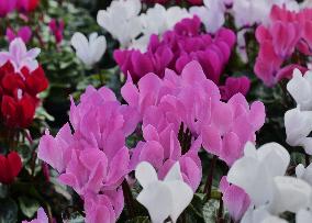 Tulip Fair in Bergamo - Italy