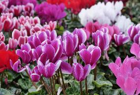 Tulip Fair in Bergamo - Italy